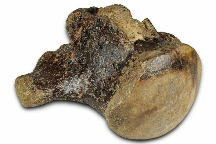 Huge Fossil Mosasaur (Tylosaurus) Vertebra - Texas #335030